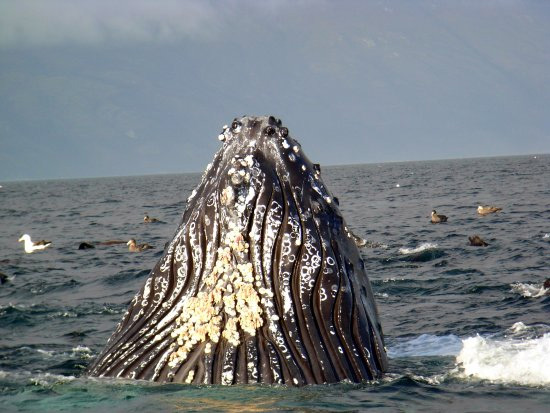 Wal bei Punta Arenas